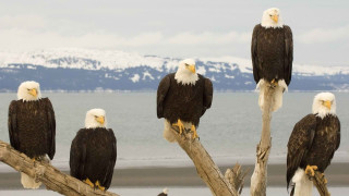 Bald eagles mountains water outdoors - a mountain range in the distance free wallpaper