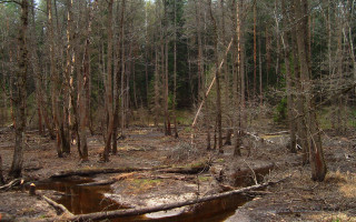 Forest fallen log puddle jigsaw - the middle of the forest free wallpaper