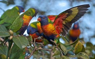 Colorful birds tree branch wings - top of a tree free wallpaper
