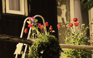 Garden flowers ladder house door - a house in the background free wallpaper