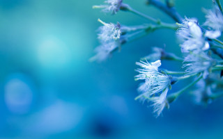 Flower blurry background blue sky - ammi phillips free wallpaper