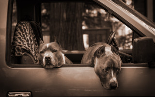 Dogs back of truck looking - two dog free wallpaper for desktop