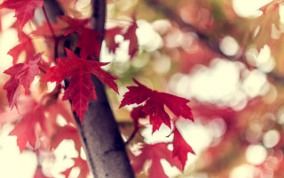 Red maple leaf autumn blur - a blurry background of the leaves free wallpaper