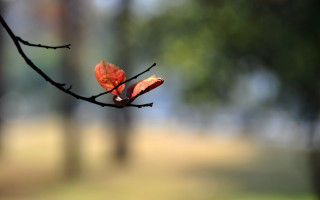 Branch red leaf park bokeh - the background and a blurry background free wallpaper