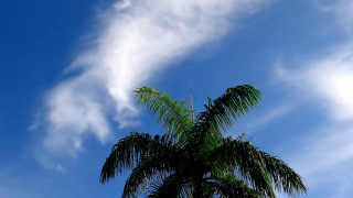 Palm tree blue sky clouds 10 - blue sky free wallpaper for desktop
