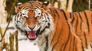Tiger open mouth snow forest - its mouth open free wallpaper for desktop