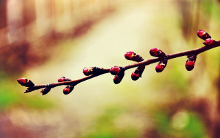 Branch buds forest macro shallow - free nature wallpaper