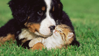 Dog cat laying grass nature - a dog and a cat free wallpaper