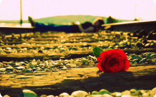 Red rose train track water - single free wallpaper
