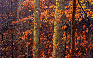Autumn trees orange leaves red - a group of trees free wallpaper for desktop