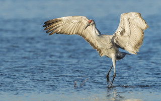 Seagull wings spread water beach - animal photography free wallpaper