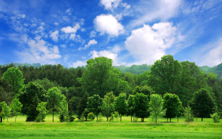 Field trees blue sky clouds 13 - a few cloud free wallpaper for desktop