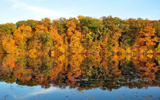 Autumn lake trees leaves clouds - lot of trees free wallpaper