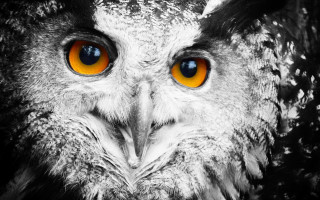 Owl orange eyes black background 2 - a close up of an owl free wallpaper