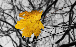 Yellow leaf fall autumn blurry - a yellow leaf free wallpaper