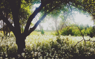 Sunlight forest bushes flowers trees - free vintage wallpaper