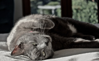 Cat bed lying closed pillow - vanita free wallpaper