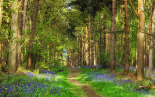 Dirt road forest bluebells trees 2 - both side of it free wallpaper