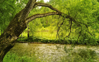 River forest fallen tree dappled - fallen free wallpaper for desktop