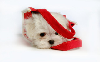 White dog red ribbon christmas - a red collar free wallpaper