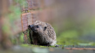 Hedgehog peeking brick wall grass - a hedgehog free wallpaper