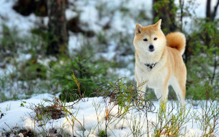 Dog snow forest bokeh autumn - in a forest free wallpaper