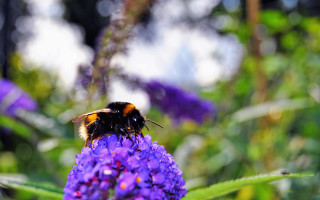 Bee purple flower field summer - a bee free wallpaper