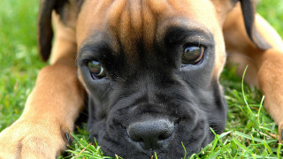 Dog sad laying grass closeup 2 - its head on free wallpaper