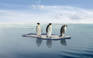 Penguins ice ocean sky clouds - ecological art free wallpaper