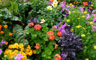 Garden colorful flower field puzzle - a green leafy plant free wallpaper