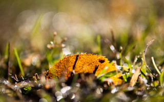 Yellow leaf on grass sunlight - dew free wallpaper