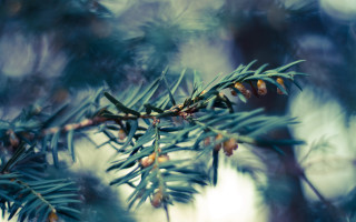 Pine cone branch nature blurry - anne rigney free wallpaper for desktop