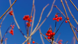 Red berries branch blue sky - blue sky in the background free wallpaper