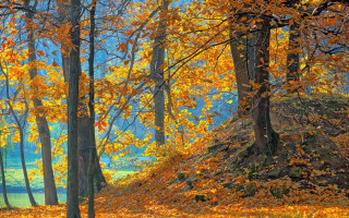 Forest autumn leaves impressionist sky - yellow leaf free wallpaper