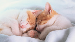Kittens sleeping blanket orange white - a blanket together free wallpaper