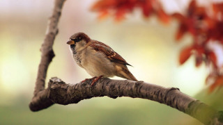 Bird branch red leaves macro - the background and a blurry background free wallpaper for desktop