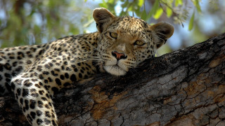 Leopard resting tree branch forest - a tree branch in a forest area free wallpaper for desktop