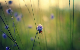 Bug flower field grass blur - florianne becker free wallpaper for desktop