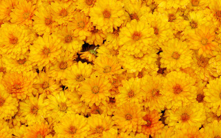Yellow flower bee pattern autumn - derek chittock free wallpaper