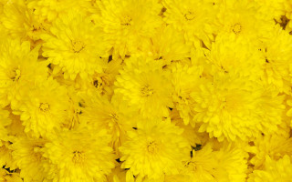 Yellow flower macro fireworks autumn - a yellow background free wallpaper