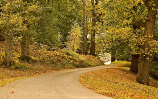 Winding forest road autumn leaves - a road in the middle of a forest free wallpaper