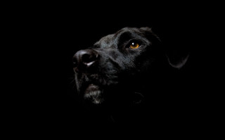 Black dog yellow eye dark 2 - the dark sky free wallpaper