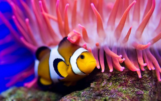 Clownfish coral macro underwater blurry - a clown fish free wallpaper