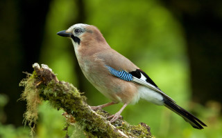 Bird blue tail perched forest - david young cameron free wallpaper