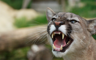 Cat open mouth sharp claws 2 - mouth wide open free wallpaper