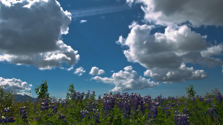 Purple flowers field blue sky - under a blue sky free wallpaper