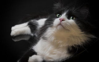 Black white cat green eyes 4 - a black surface free wallpaper for desktop