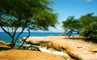 Beach tree water autumn tilt - a view of a beach free wallpaper