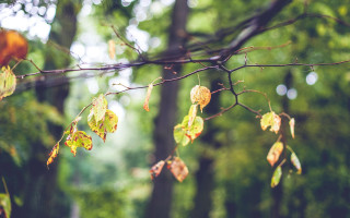 Tree branch leaves bird bokeh - shallow depth of field free wallpaper