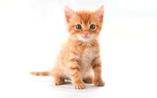 Orange kitten blue eyes conceptual - conceptual art free wallpaper